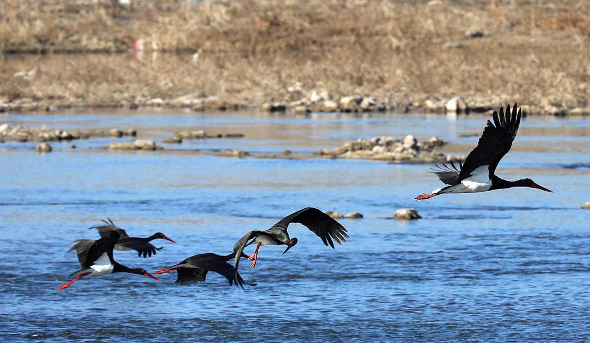 अंतर्राष्ट्रीय पक्षी दिवस - पारिस्थितिक संतुलन में पक्षियों की अहम भूमिका